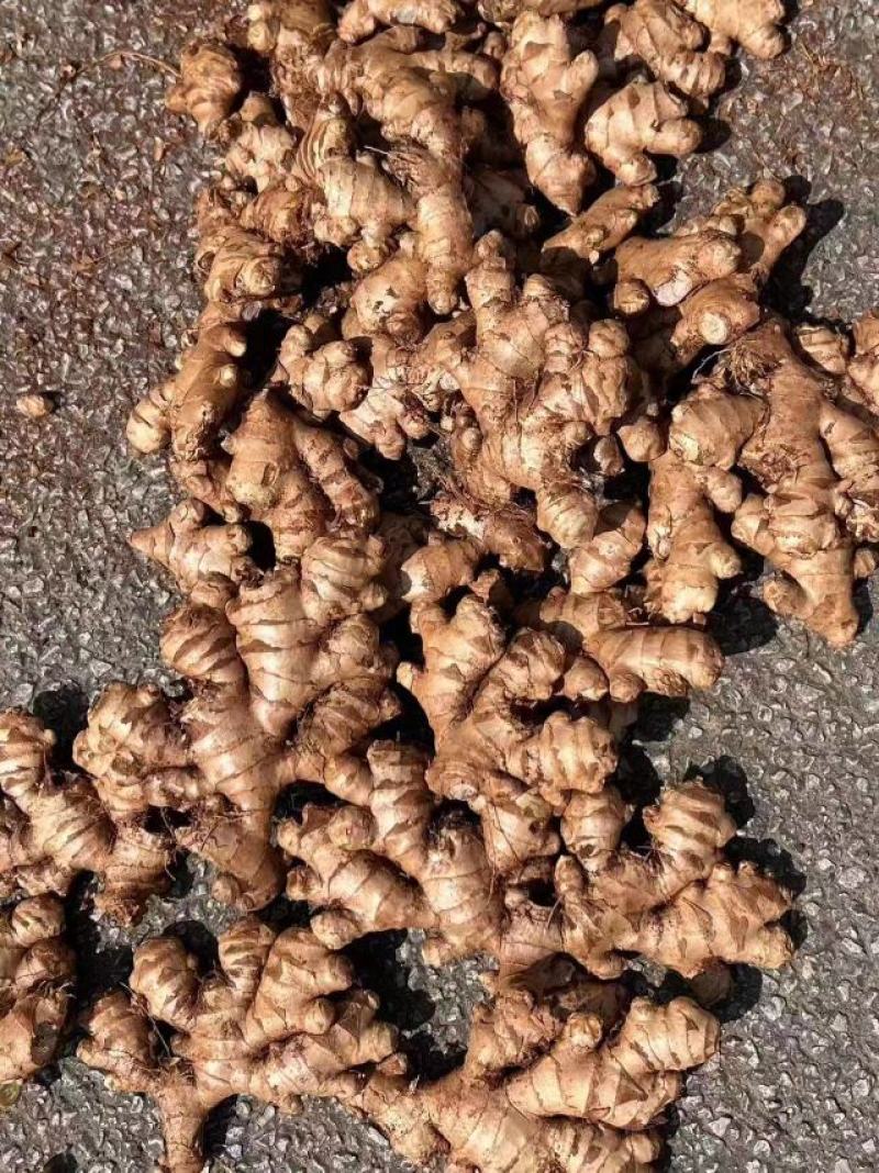 贵州二黄姜大量供应，有实力的电商客户联系我