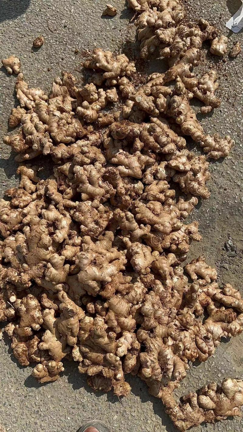 贵州二黄姜大量供应，有实力的电商客户联系我