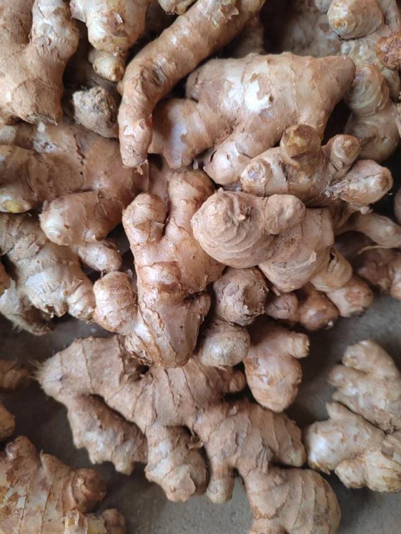 贵州二黄姜大量供应，有实力的电商客户联系我