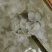 猪黄喉耳朵猪黄喉猪心管冒菜麻辣烫串串烧烤火锅