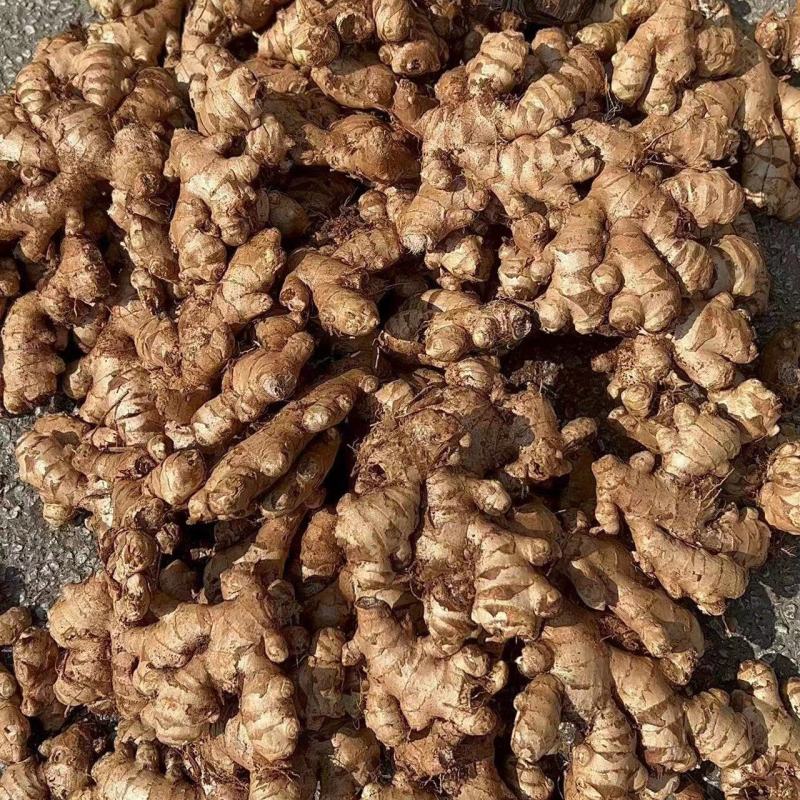 贵州二黄姜大量供应，有实力的电商客户联系我