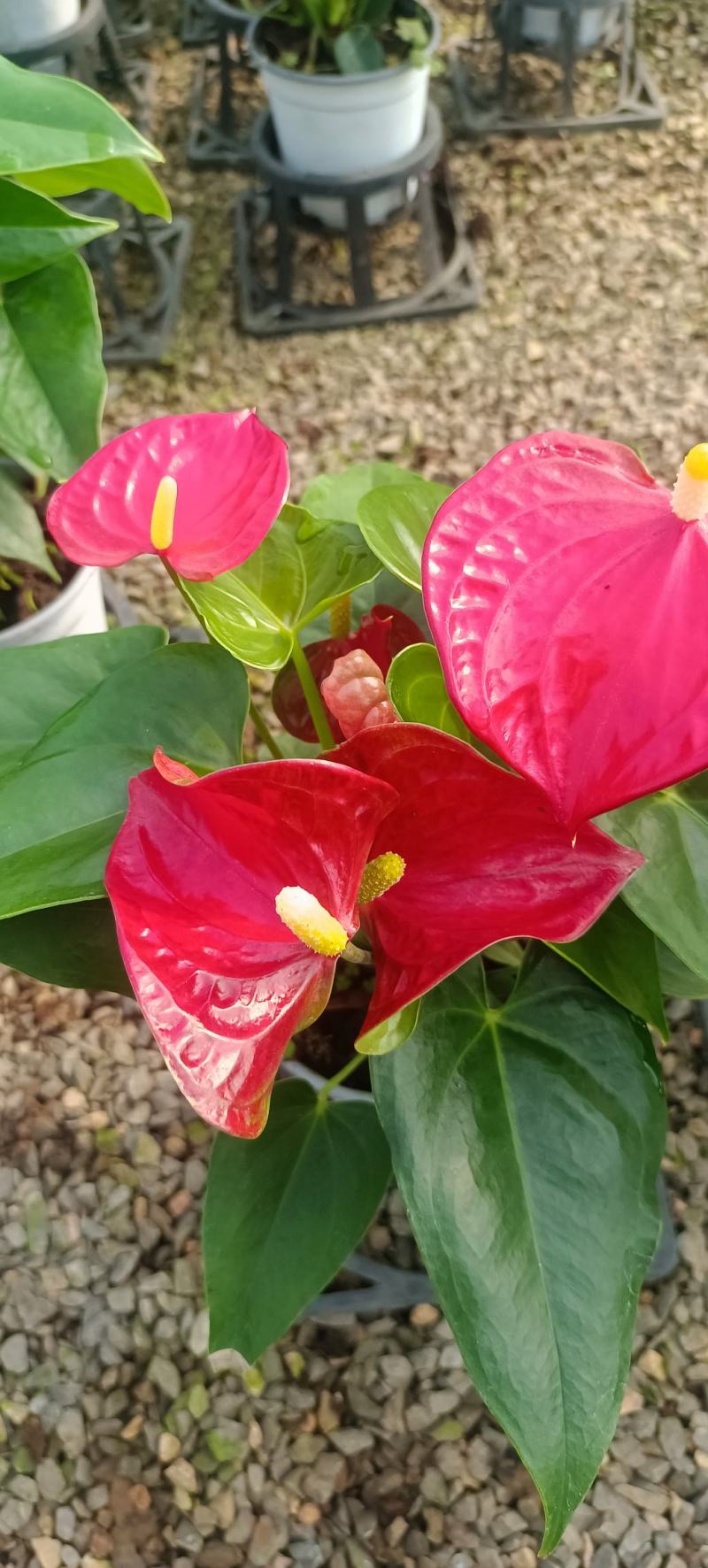 红掌