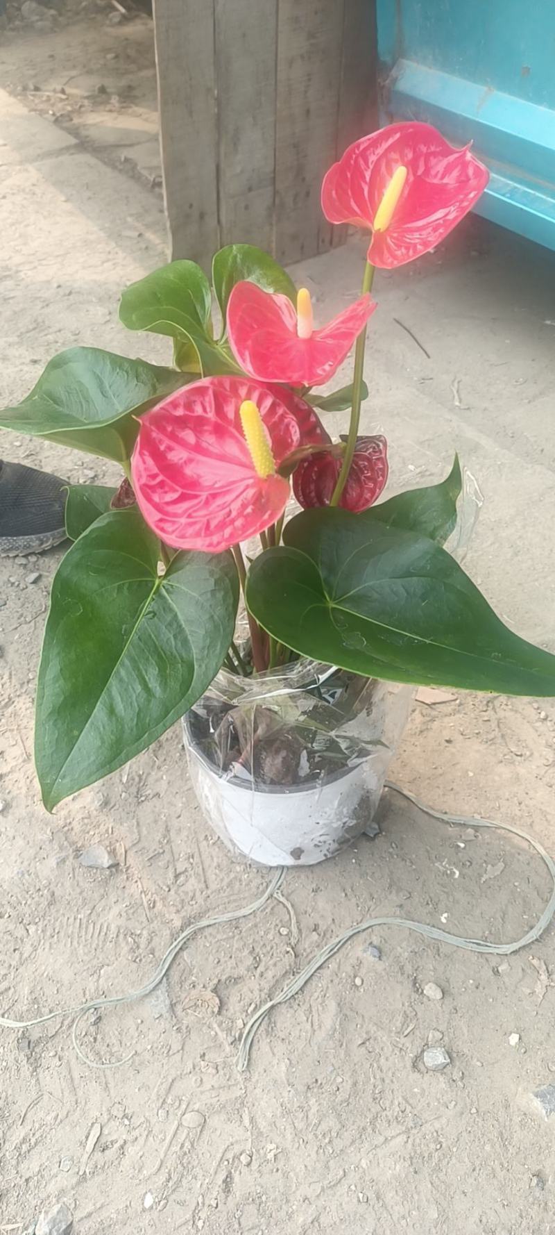 红掌