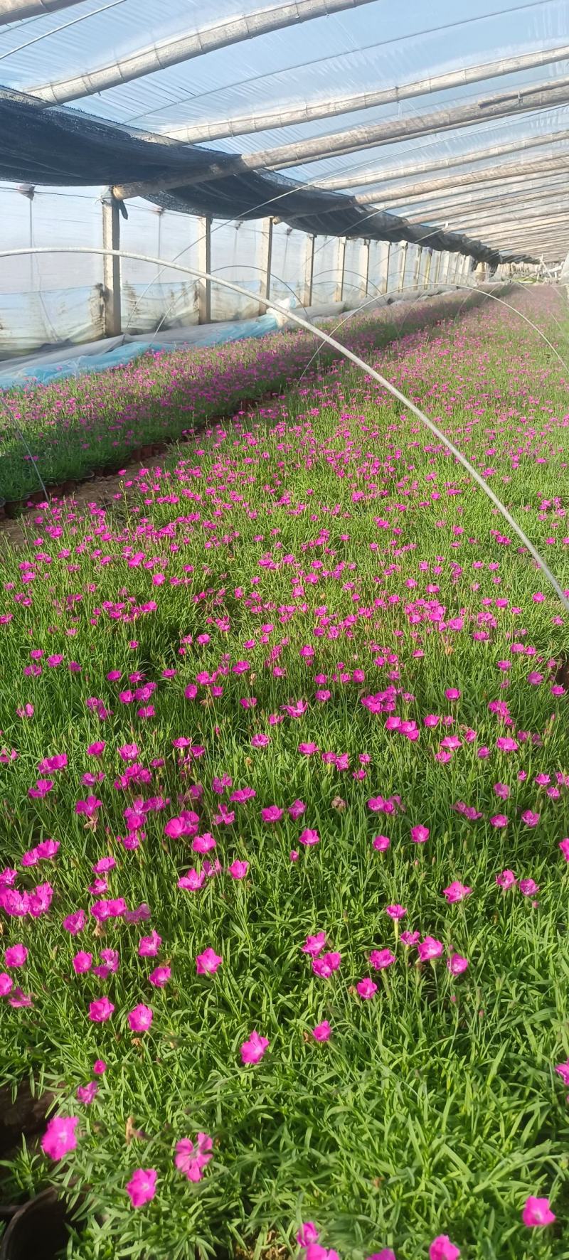 欧石竹