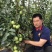 粉都夏宝二号番茄种子耐性好不易裂果硬度好果脐小260