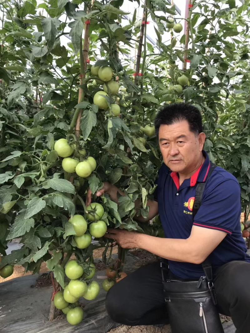 粉都夏宝二号番茄种子耐性好不易裂果硬度好果脐小260