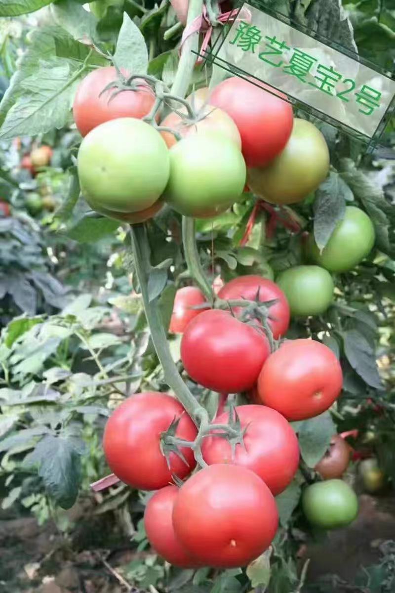 粉都夏宝二号番茄种子耐性好不易裂果硬度好果脐小260