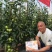 粉都夏宝二号番茄种子耐性好不易裂果硬度好果脐小260