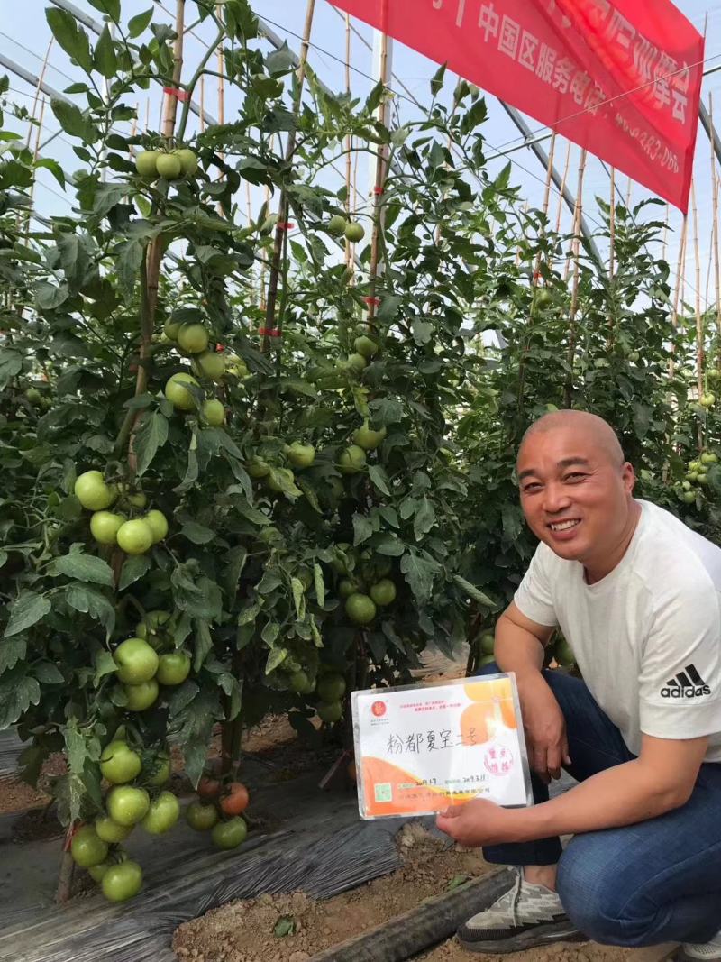 粉都夏宝二号番茄种子耐性好不易裂果硬度好果脐小260
