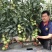 粉都夏宝二号番茄种子耐性好不易裂果硬度好果脐小260