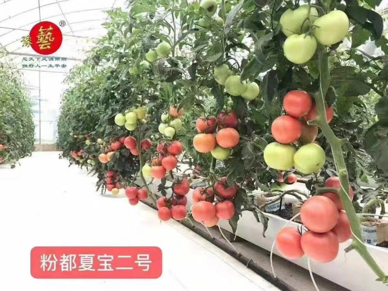 粉都夏宝二号番茄种子耐性好不易裂果硬度好果脐小260