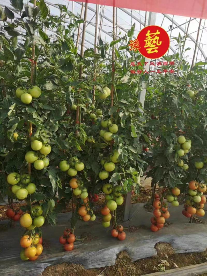 粉都夏宝二号番茄种子耐性好不易裂果硬度好果脐小260