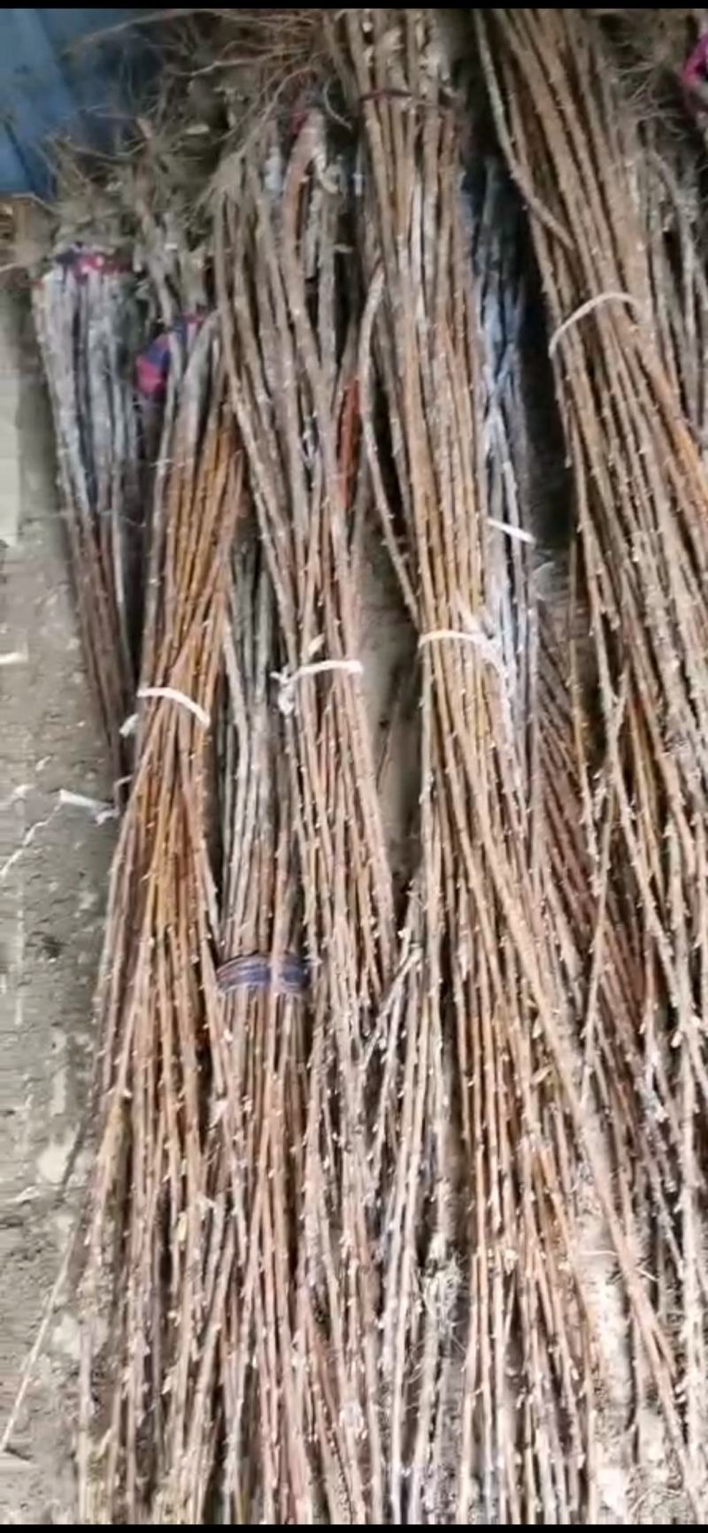 烟台大樱桃苗一级二级三级苗根系发达当年成品嫁接苗品种齐全