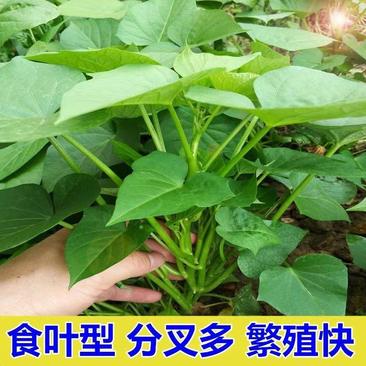 红薯苗专吃叶不长薯四季播种庭院阳台食用红薯叶种苗绿植盆栽