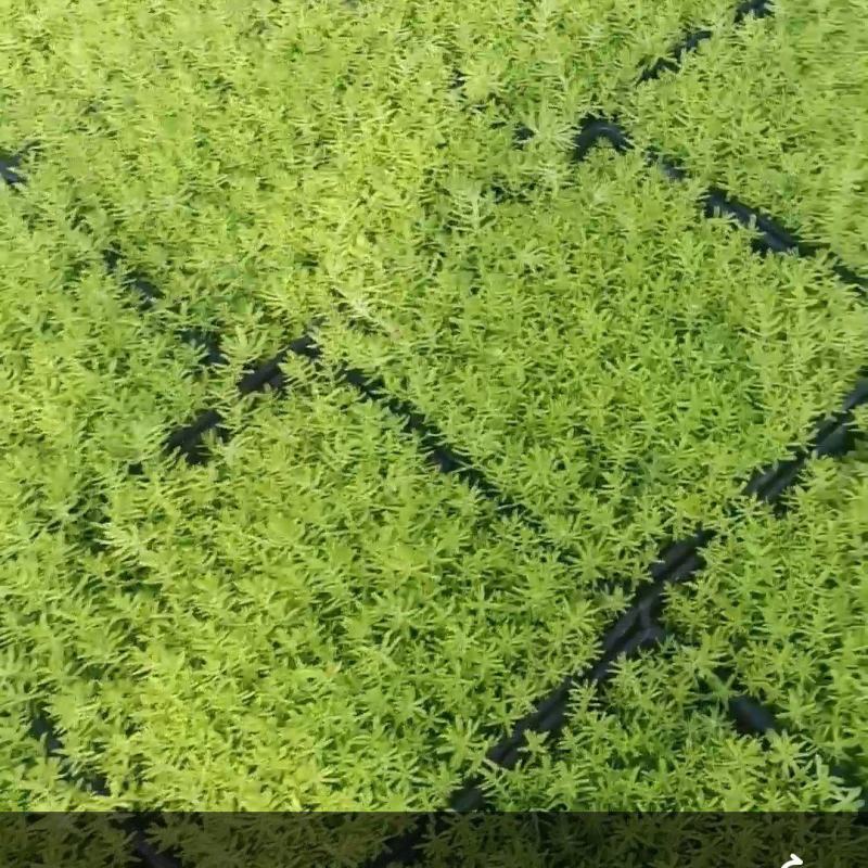 佛甲草方盘