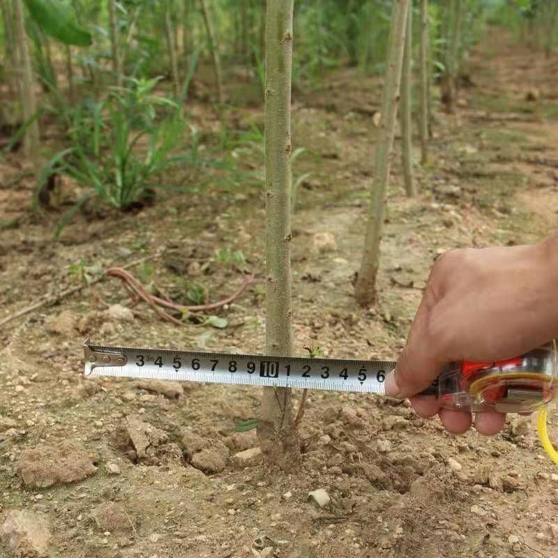 石榴树苗特大大红袍石榴苗盆栽地栽当年结果南北方种植石榴树