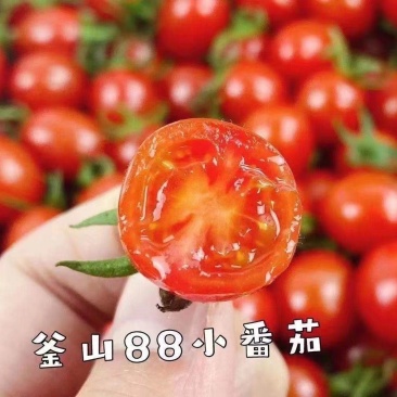 山东釜山88小番茄灯笼果