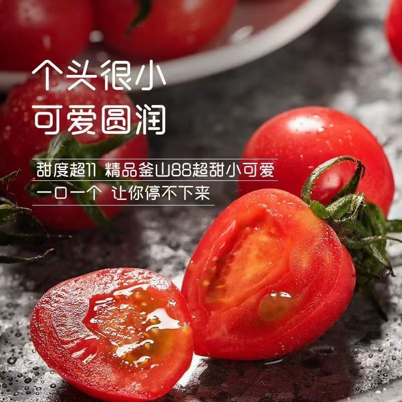 山东釜山88小番茄灯笼果