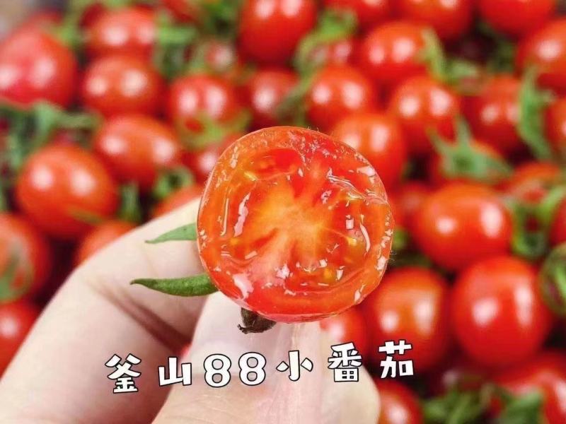 山东釜山88小番茄灯笼果