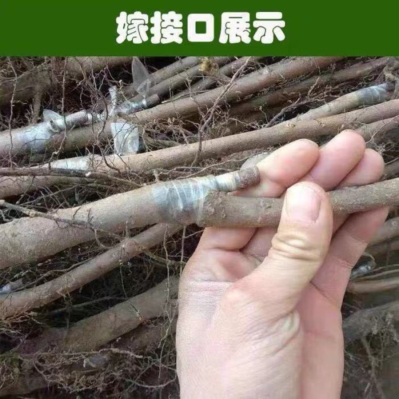 新品种巧克力柿子苗冰淇淋白柿子树苗自动脱涩果树苗南北方种