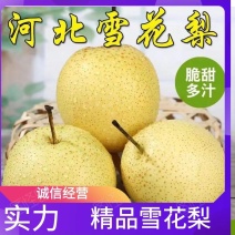 【推荐】河北赵县雪梨，好货低价基地直供规格齐全