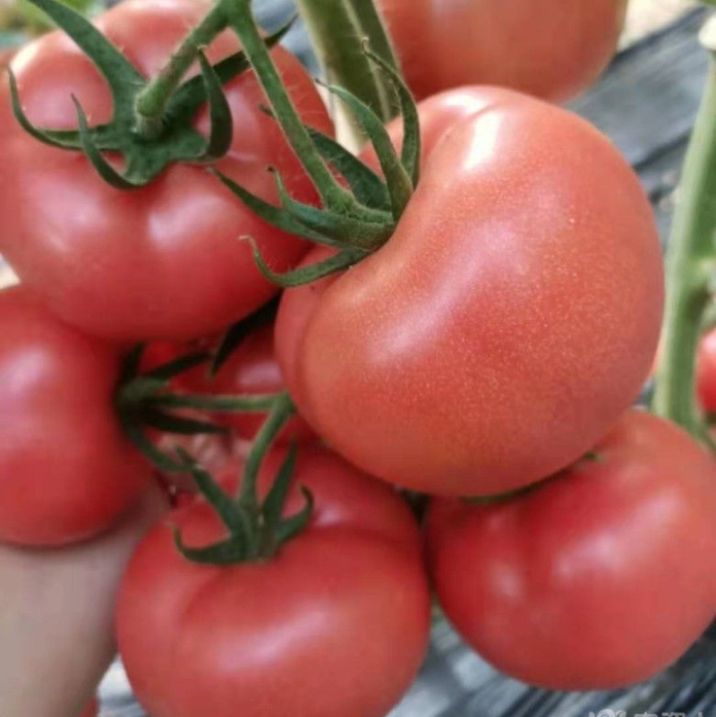 【大棚西红柿种植基地】精品硬粉西红柿大量上市中，一手货源