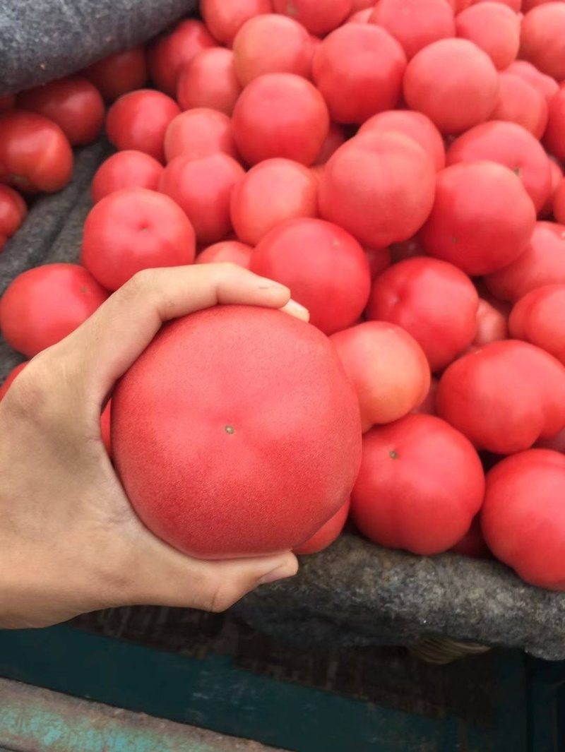 【大棚西红柿种植基地】精品硬粉西红柿大量上市中，一手货源