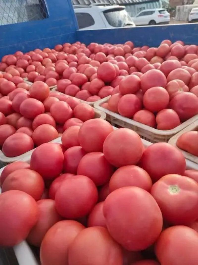 【大棚西红柿种植基地】精品硬粉西红柿大量上市中，一手货源