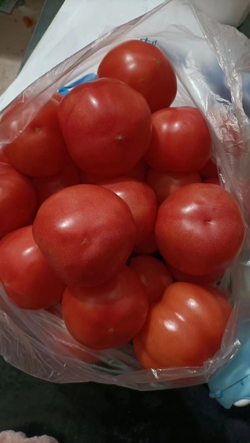 【大棚西红柿种植基地】精品硬粉西红柿大量上市中，一手货源