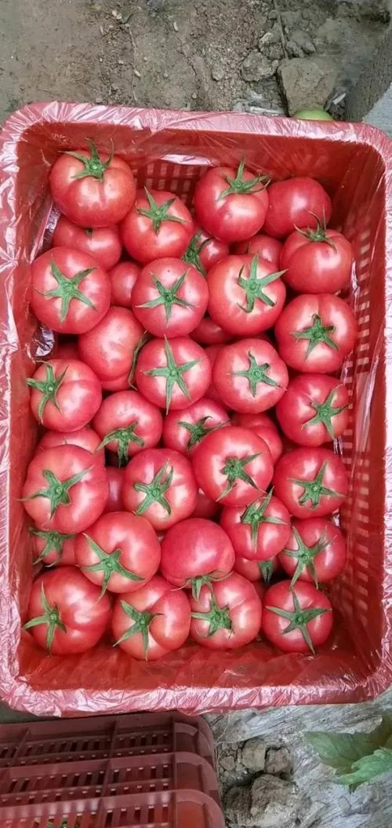 【实力推荐】硬粉西红柿，批发商，市场，商超，餐饮优先发货