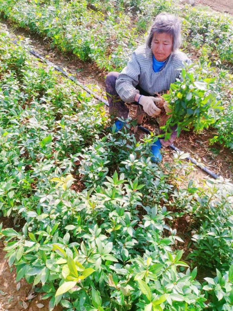 正宗金丝楠木苗，楠木苗，楠木小苗，100棵起拍，包邮。