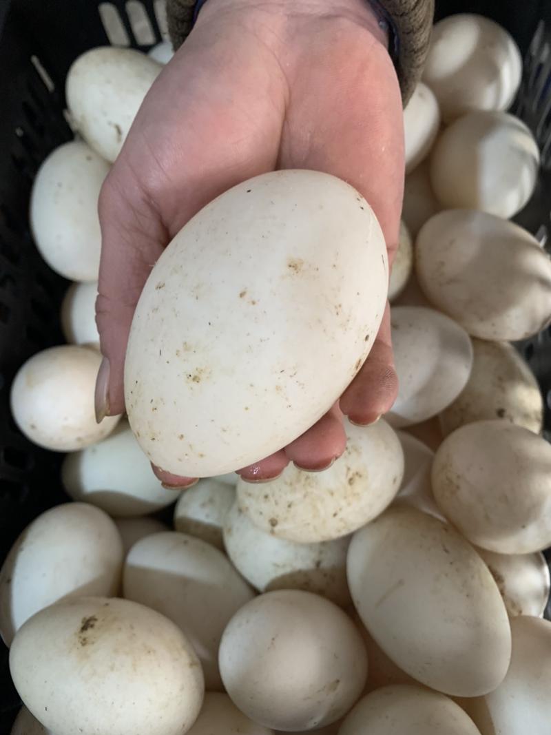 新鲜鹅蛋一件代发，基地发货，可发全国，量大从优