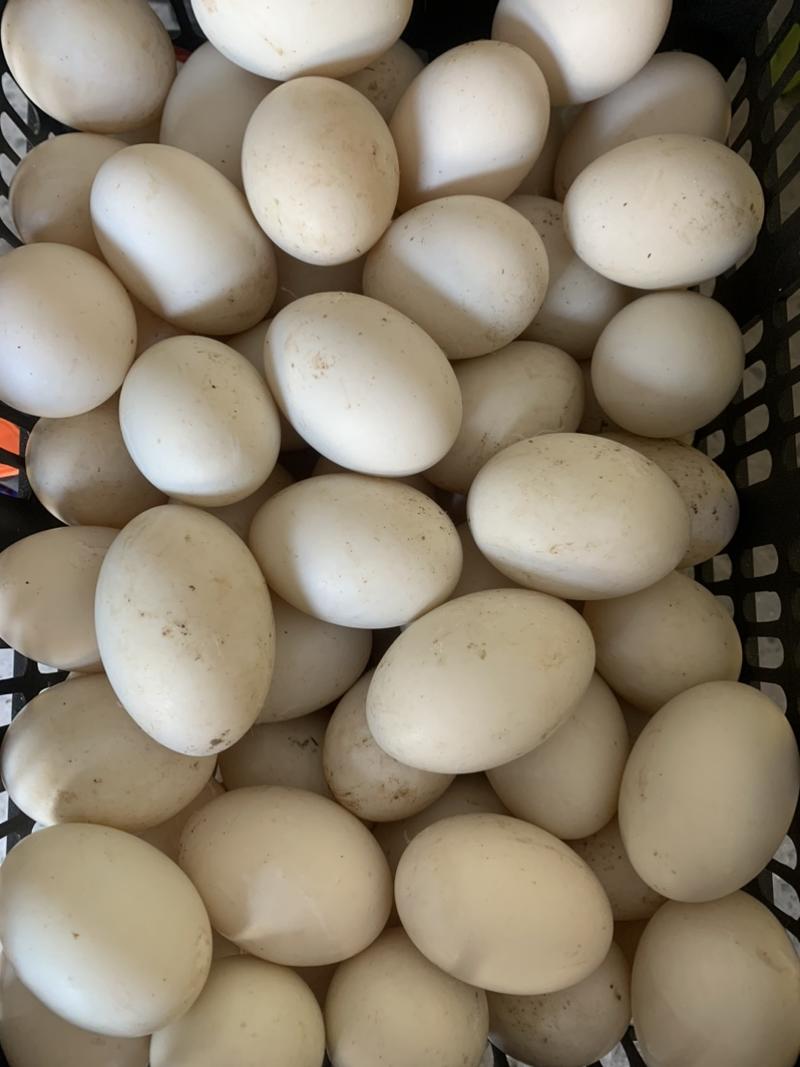新鲜鹅蛋一件代发，基地发货，可发全国，量大从优