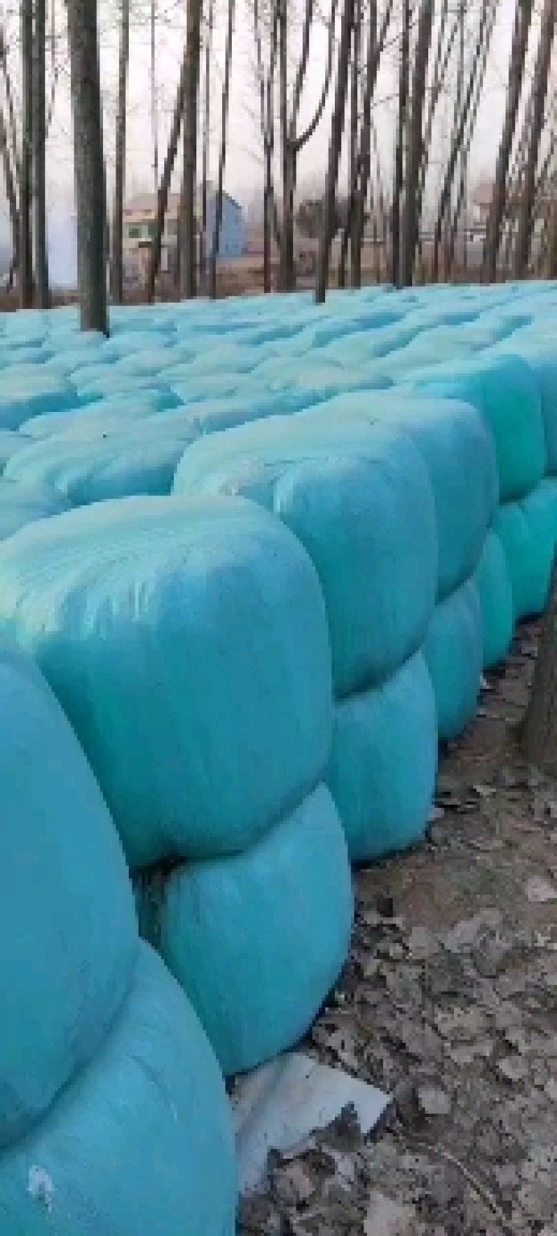 巨菌草打包发酵优质牧草牛羊鹅牧草牧草