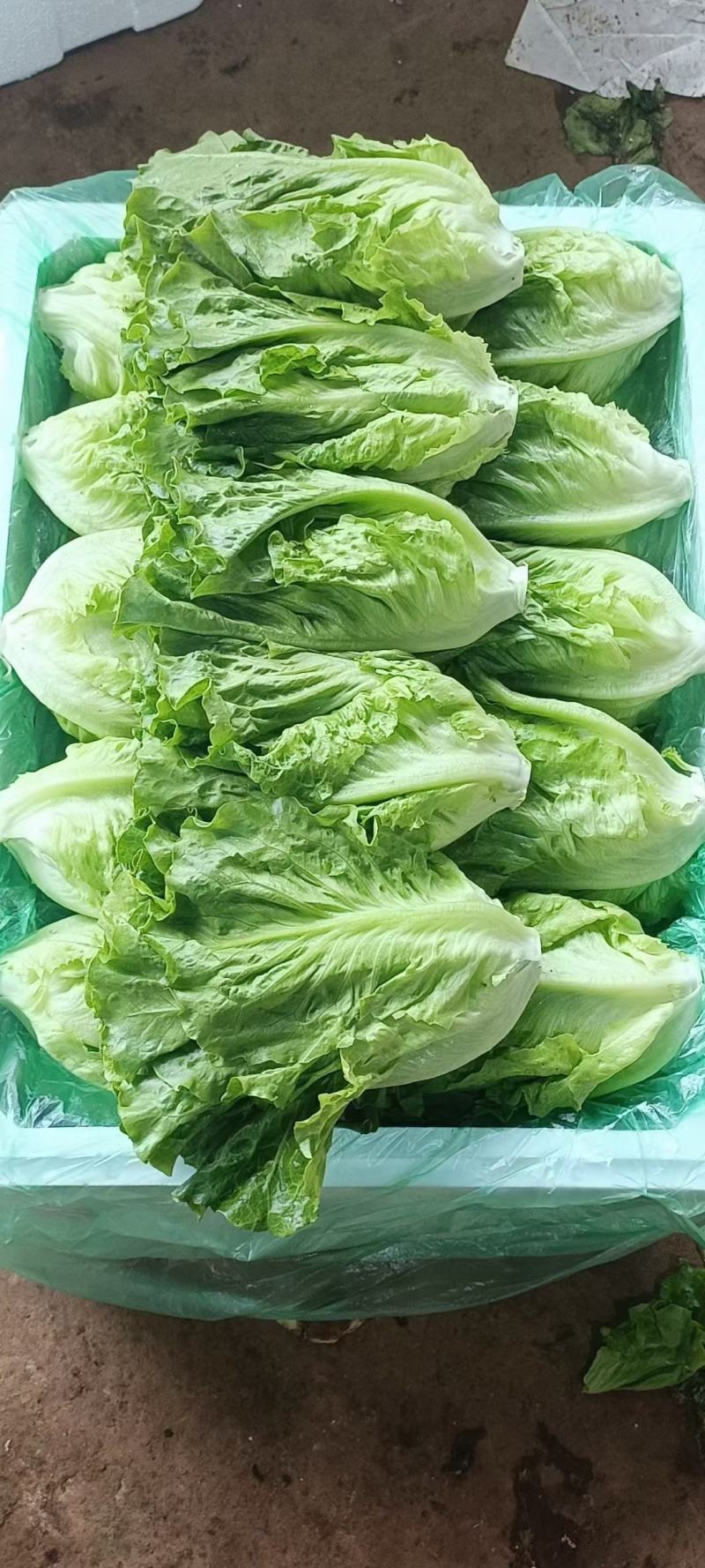精品意大利