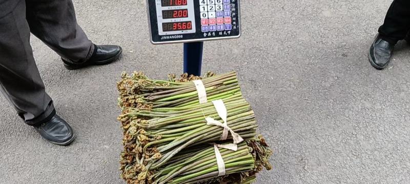 贵州高山蕨台，每天出货一吨的量，欢迎老板采购
