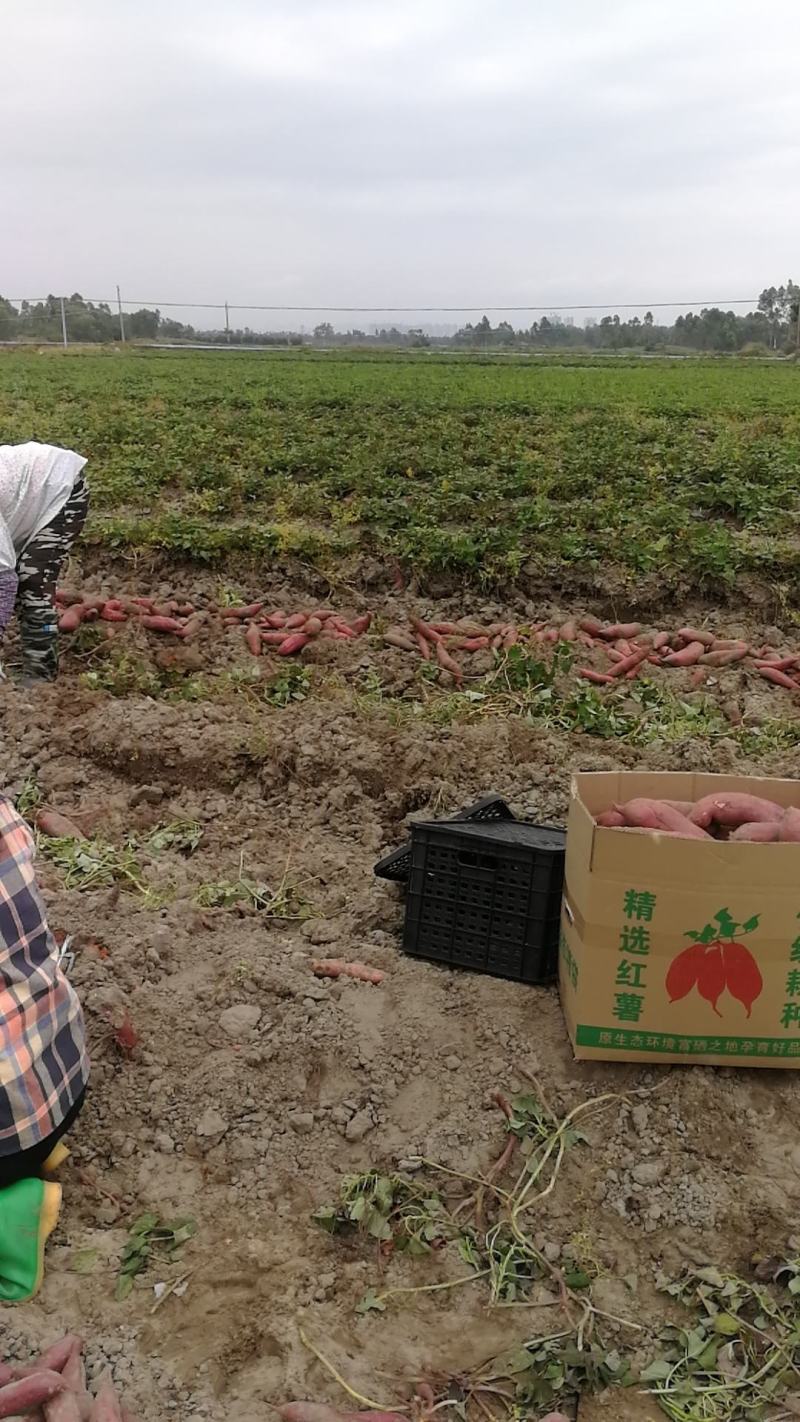 红心红薯红心3两以上，非诚勿扰，量大从优