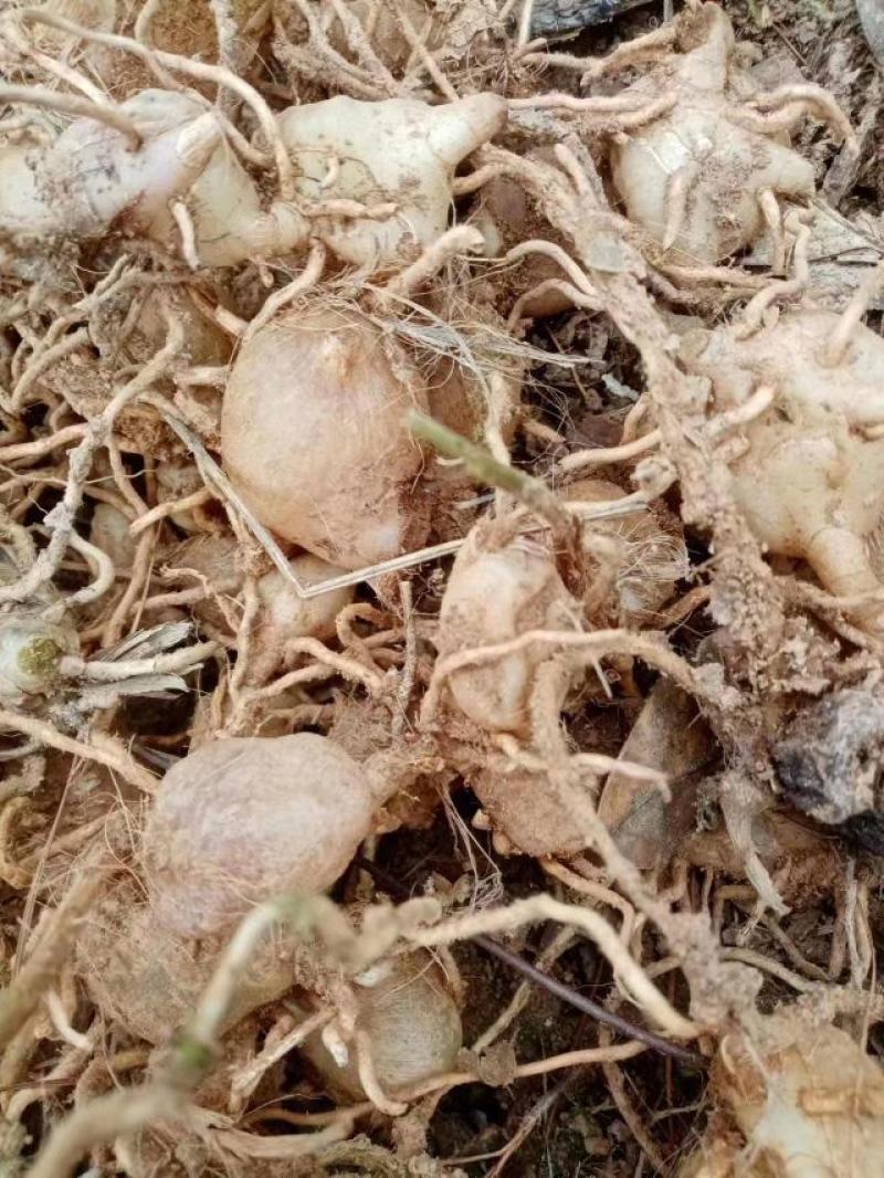 水白芨也叫石仙桃，石猪心，鲜货带根统货大小批发零售