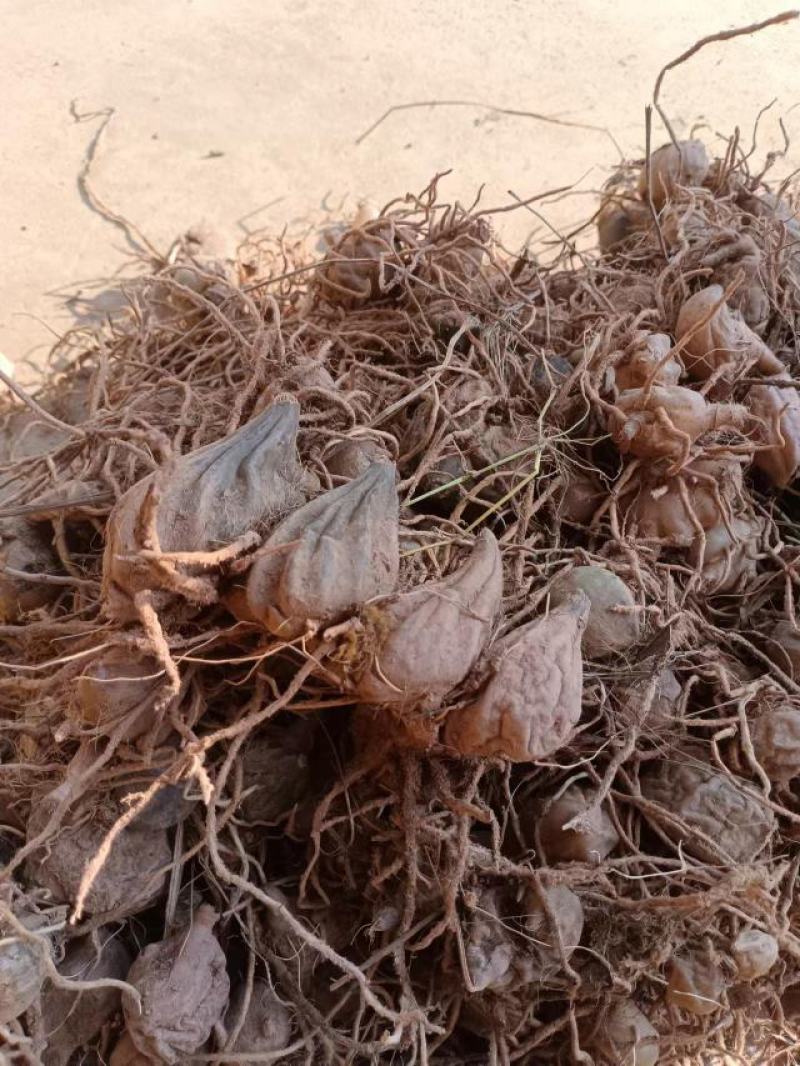 水白芨也叫石仙桃，石猪心，鲜货带根统货大小批发零售