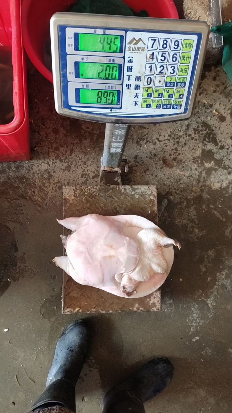 草龟，巴西龟，甲鱼，各种龟类，价格实惠质量保证
