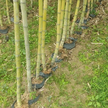 袋苗竹子