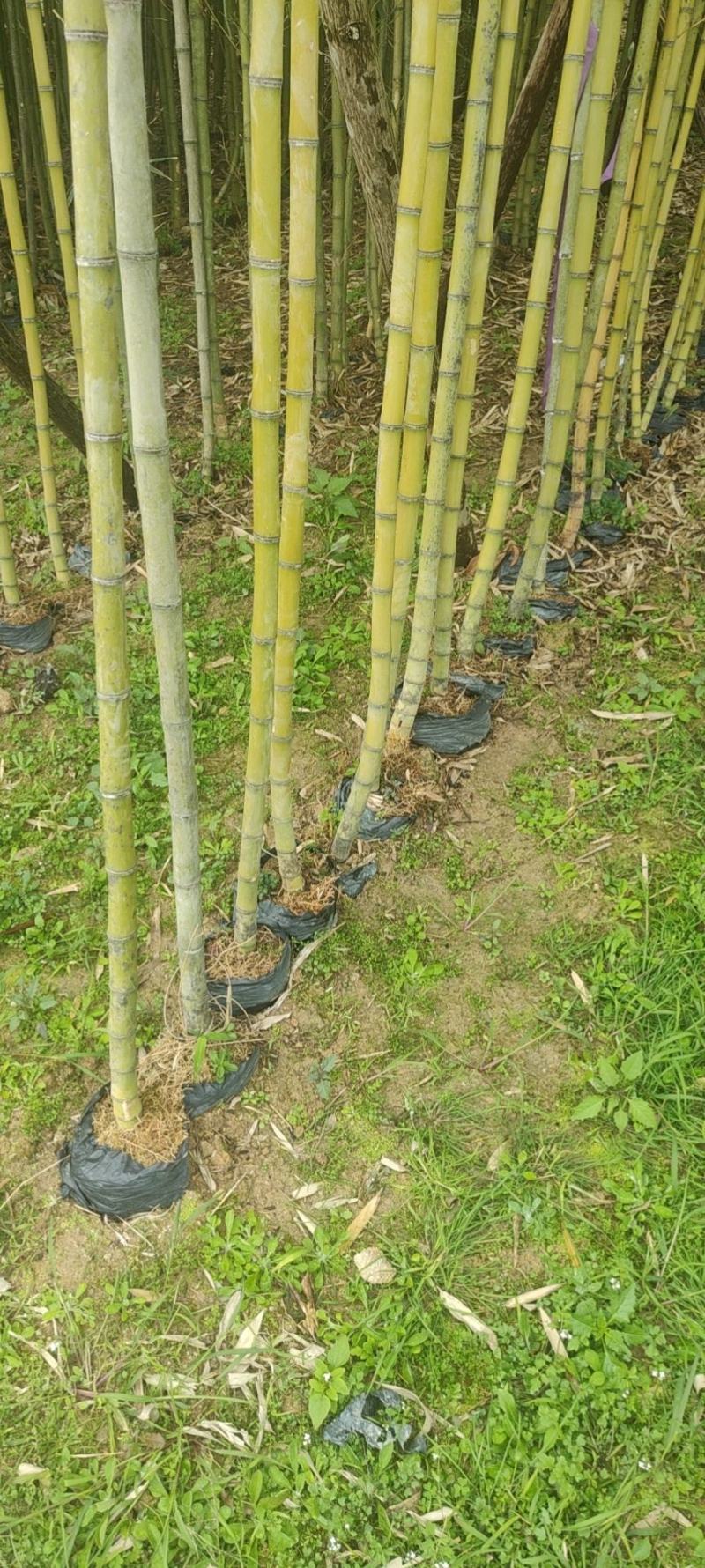 袋苗竹子