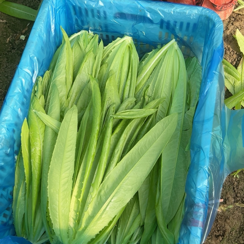油麦菜
