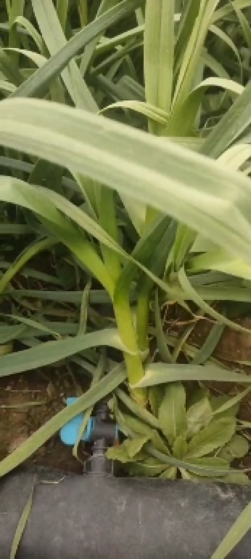 禹州市红根蒜苗，根红叶绿，正宗香蒜苗，用途广泛