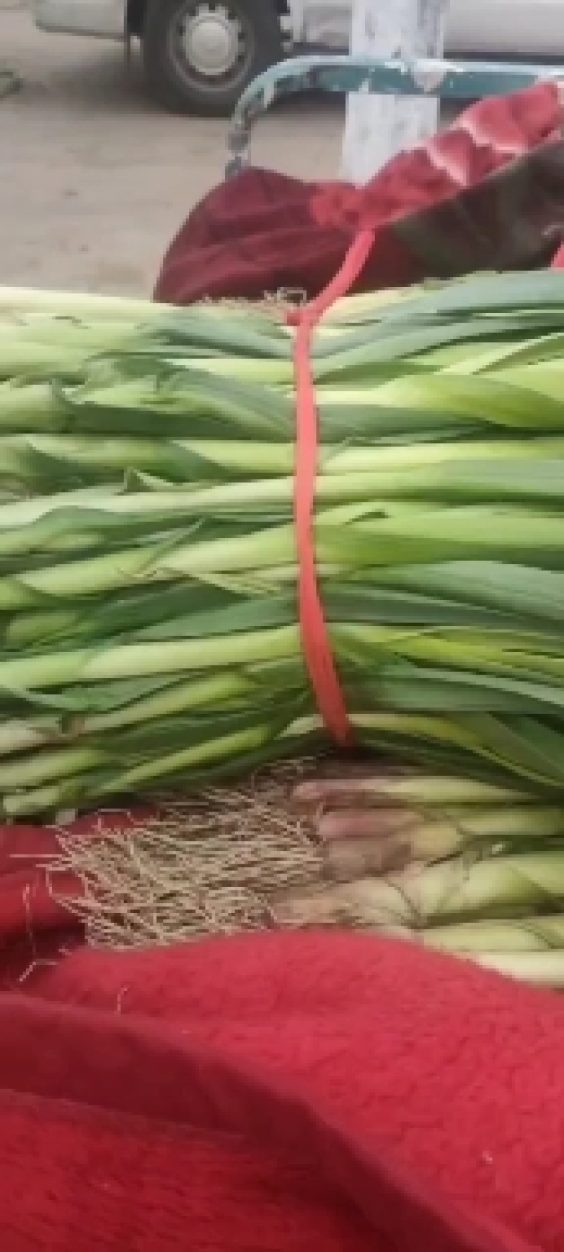 禹州市红根蒜苗，根红叶绿，正宗香蒜苗，用途广泛