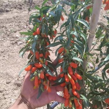 枸杞苗批发当年种植当年结果好成活的大果实枸杞苗