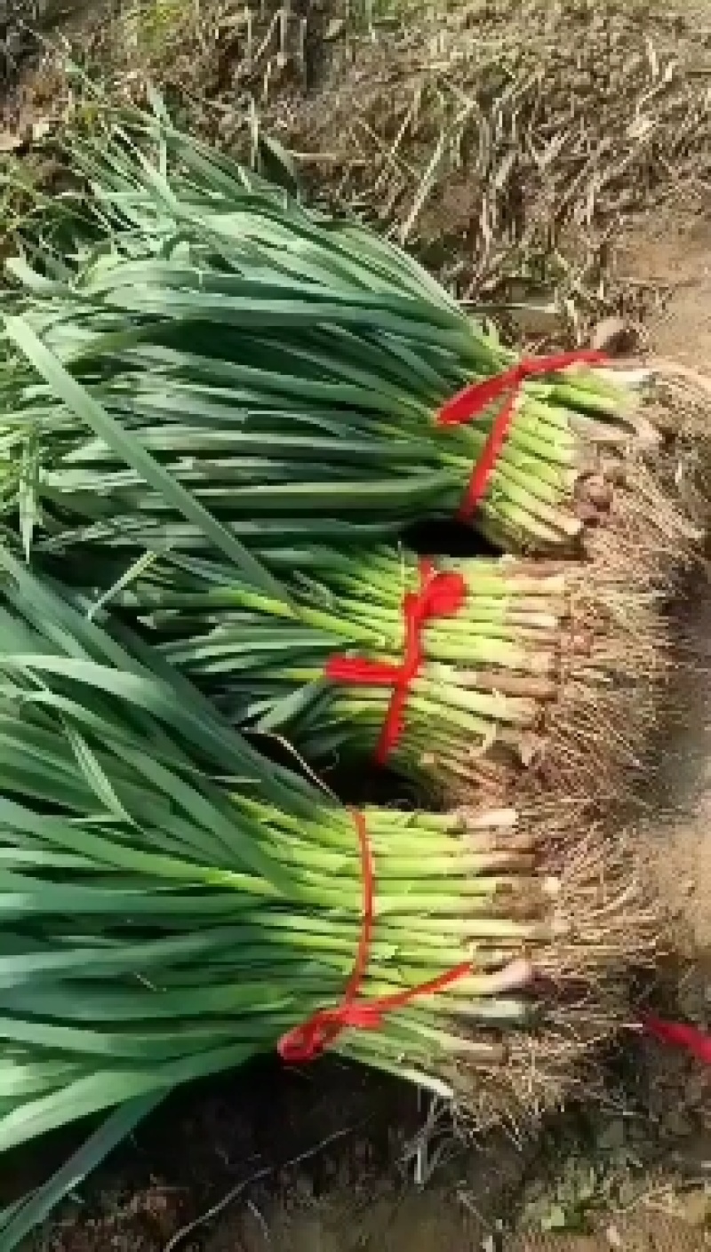 禹州市红根蒜苗，根红叶绿，正宗香蒜苗，用途广泛