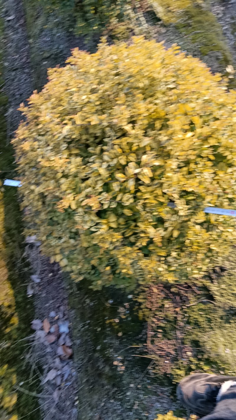 亮晶女贞球，亮金女贞球，多种规格，精品苗