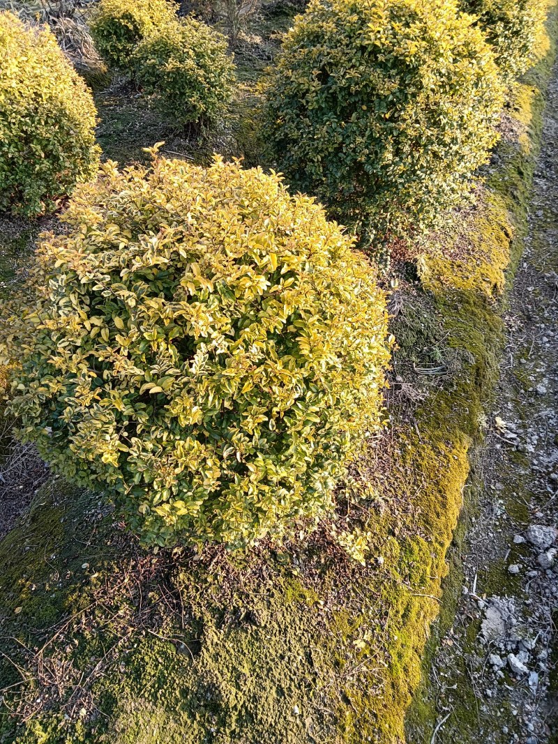 亮晶女贞球，亮金女贞球，多种规格，精品苗