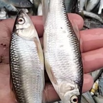 马口白鱼桃花鱼川丁子小嘴马口鱼鱼鱼鱼